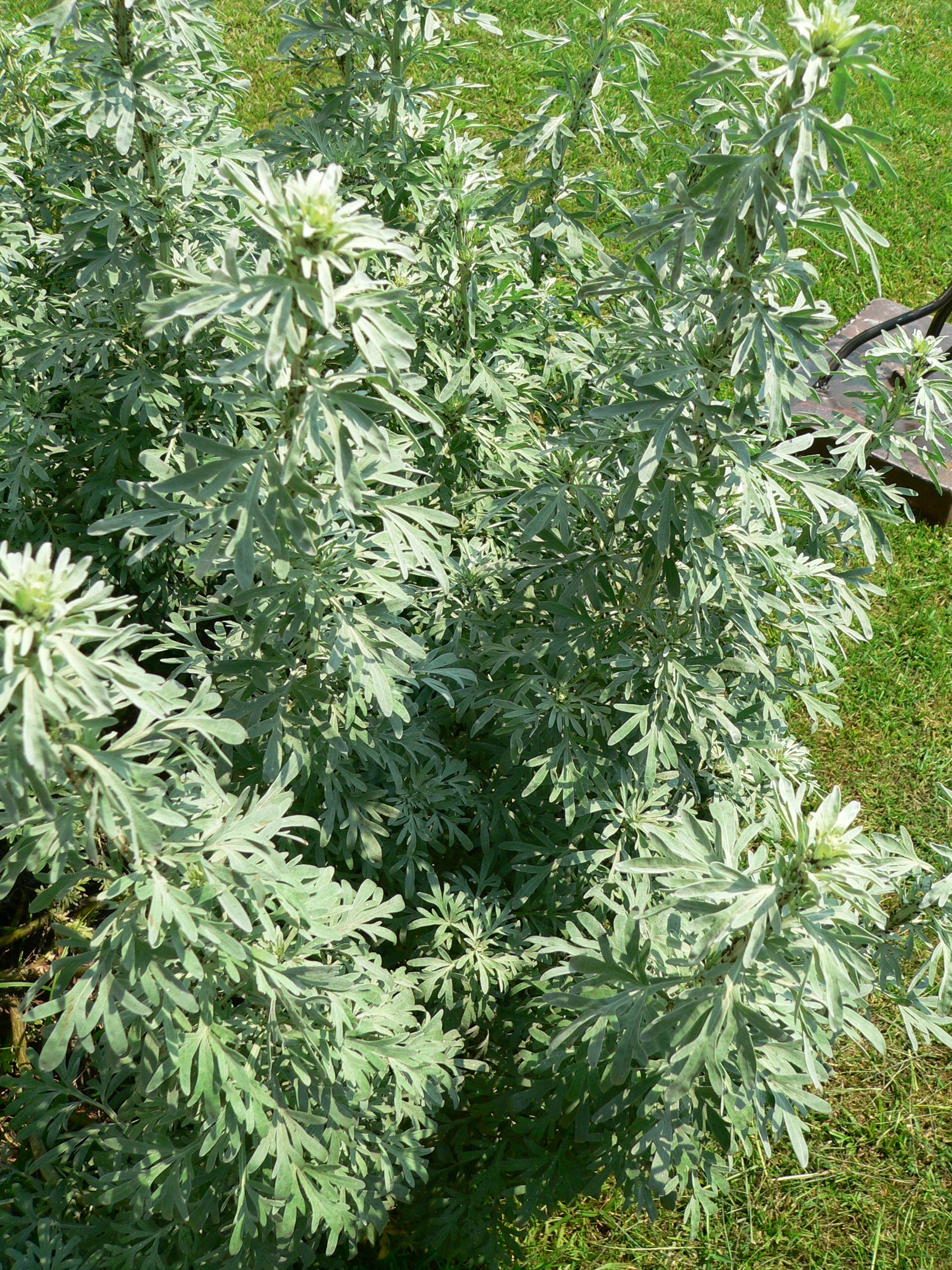 Absinthe Wormwood Seeds for Planting - Premium Quality