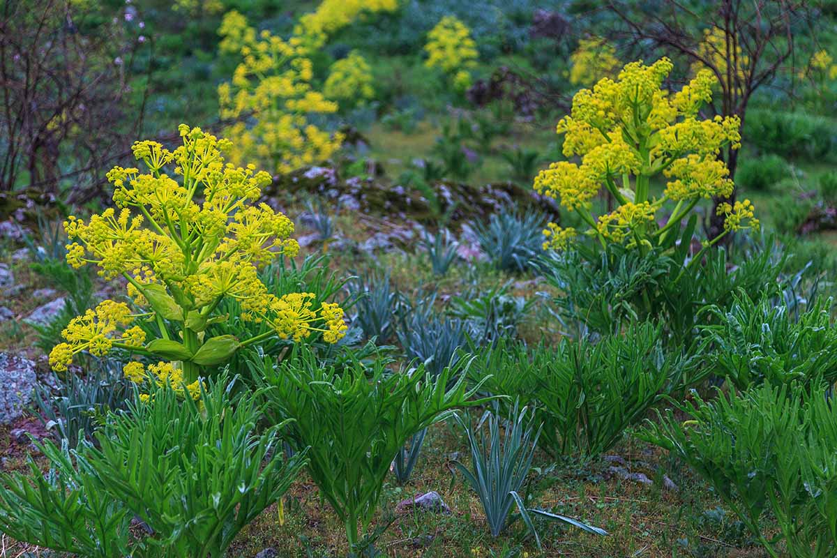 Green Galbanum Planting Seeds Perfect for Spring Gardens