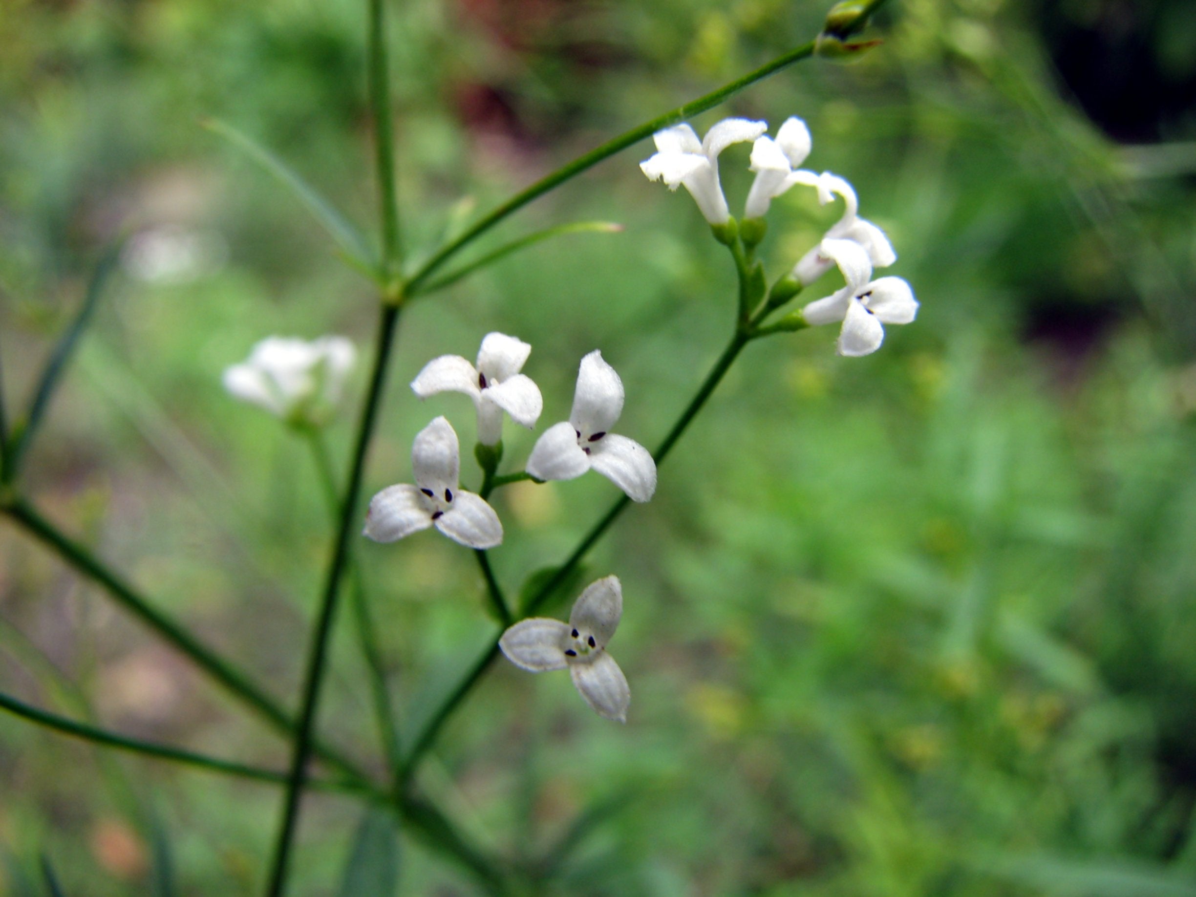 Asperula Flower seeds for Planting, Easy to Grow Heirloom & GMO Free Seeds for Home Garden Sale