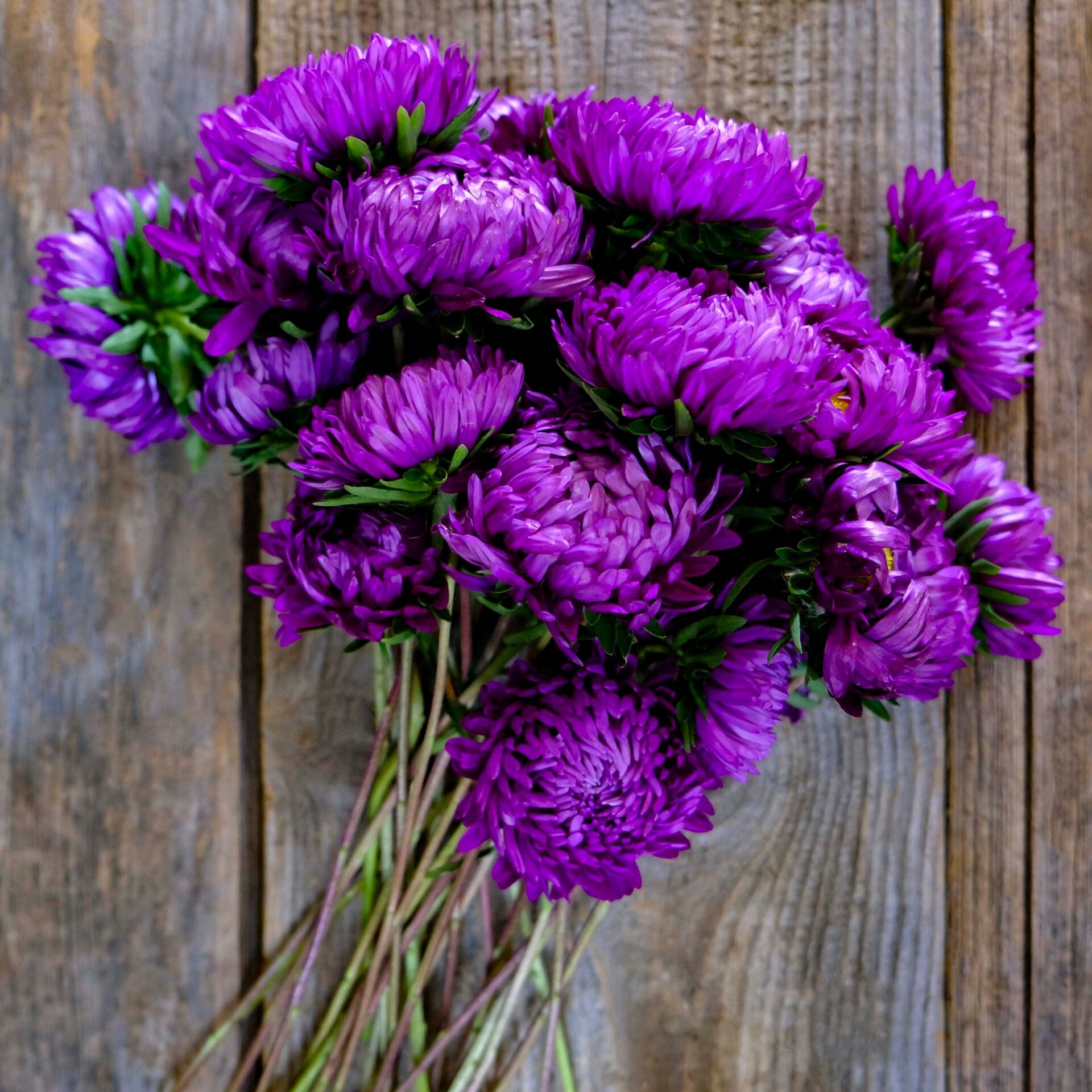 Purple China Aster Flower Seeds for Planting Wildflower Mix Heirloom & GMO Free Seeds for Home Garden
Sale