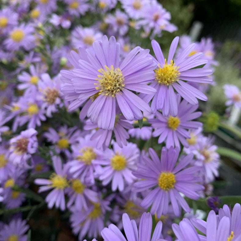 Blue Brachycome Flower seeds for Planting - Shade Tolerant, Heirloom & GMO Free Seeds for Home Garden