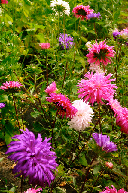Multi Asters Giants Flower seeds for Planting - Cut Flower Favorite, Heirloom & GMO Free Seeds for Home Garden