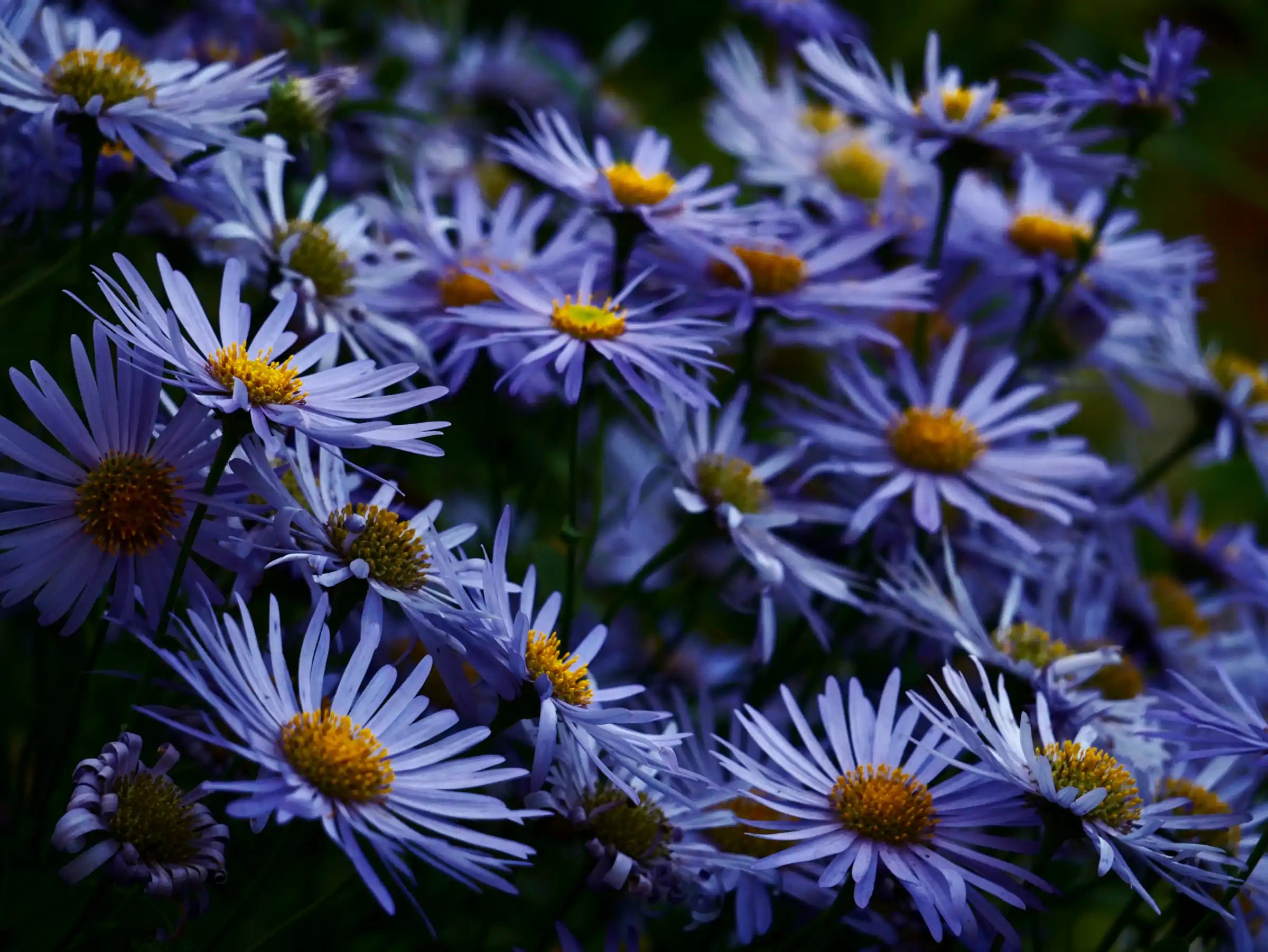 Blue Frikartii Flower Seeds for Planting - Evergrowseeds