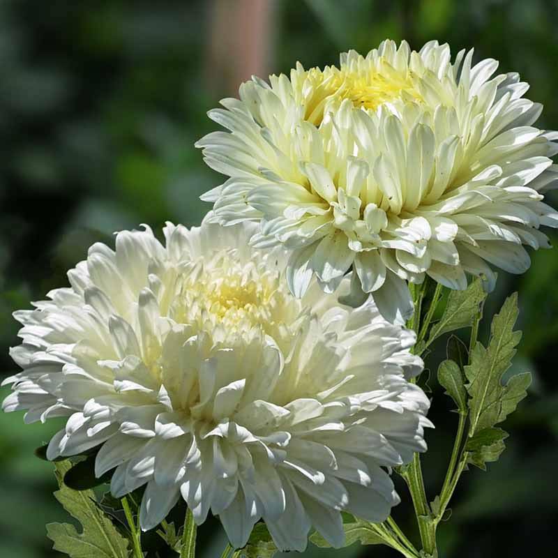 White Green China Aster Flower Seeds for Planting Garden Favorite Heirloom & GMO Free Seeds for Home Garden
Sale