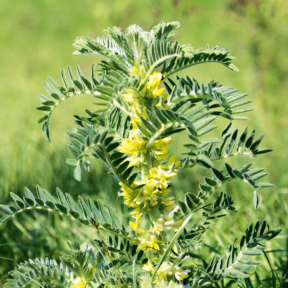 Non GMO yellow Astragalus seeds