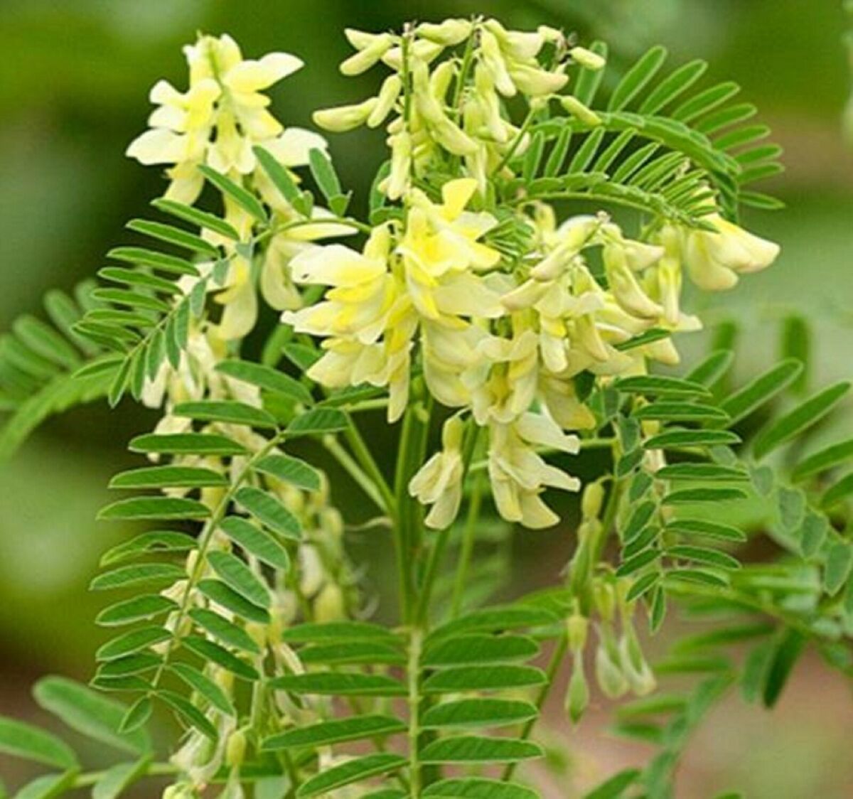 Astragalus Flowering Seeds for Gardens