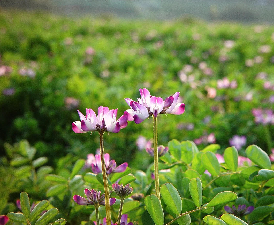 Pink Astragalus Sinicus Flower Seeds for Planting | Beautiful Annual Blooms | Easy to Grow Garden Seeds Heirloom Non-GMO