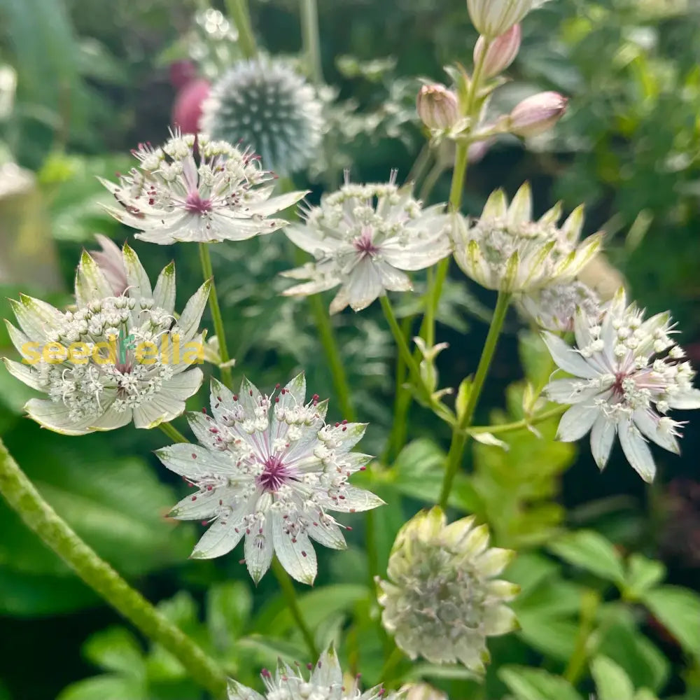 Non GMO White Astrantia seeds