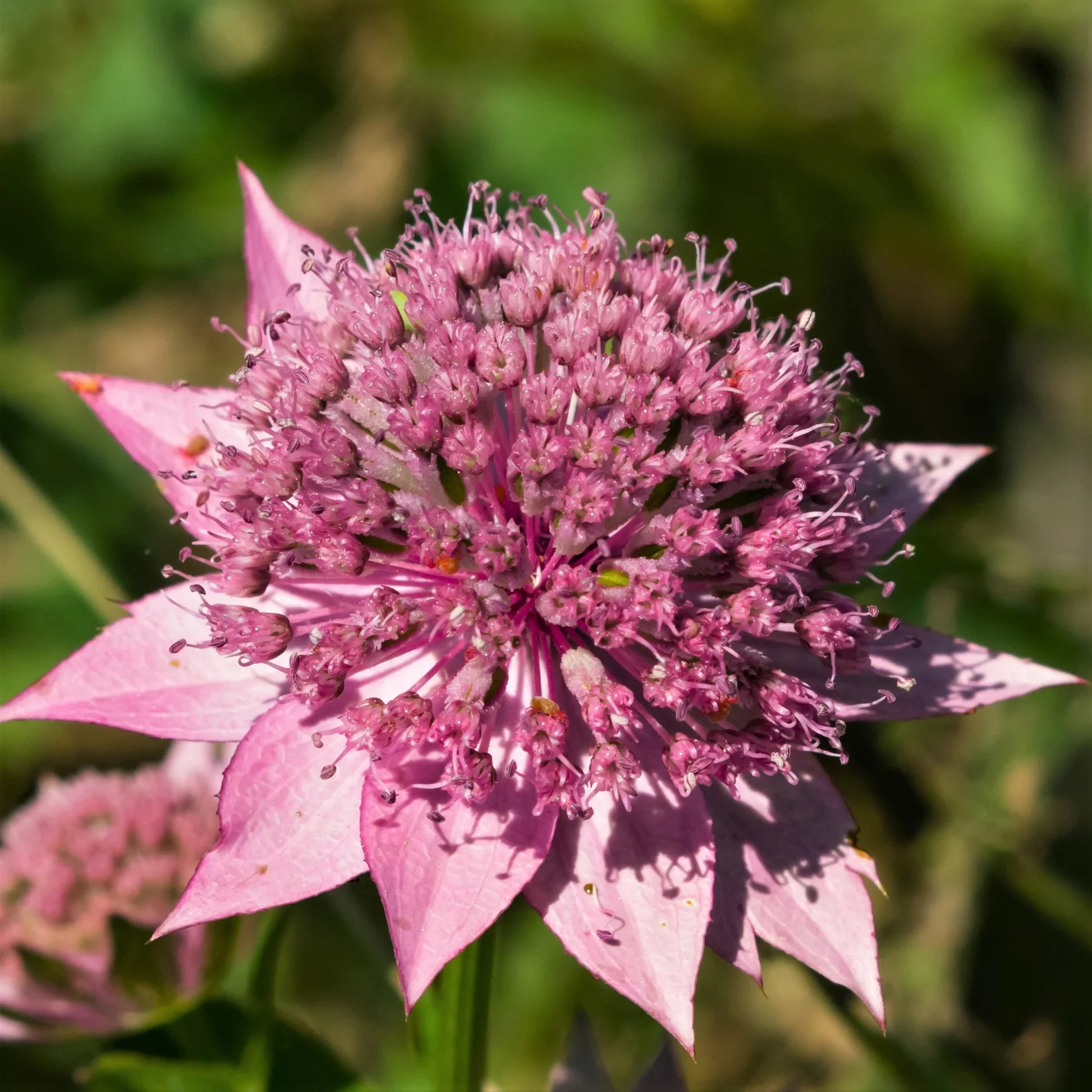 Pink Astrantia flowering seeds for gardens