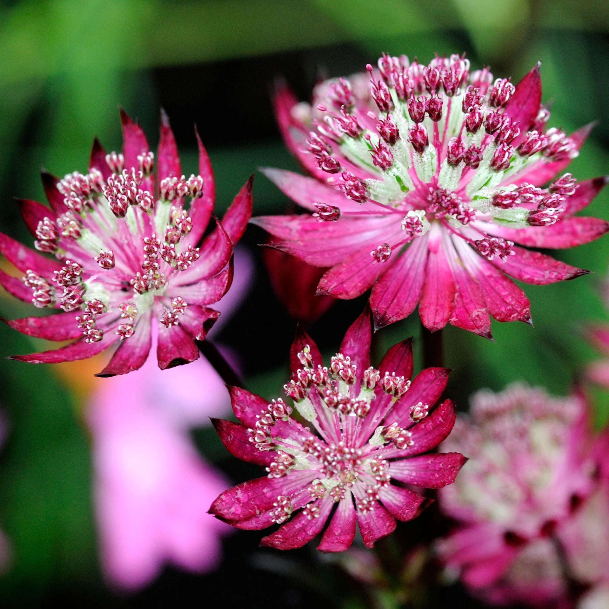 White Pink Astrantia Flower seeds for Planting - Cut Flower Favorite, Heirloom & GMO Free Seeds for Home Garden