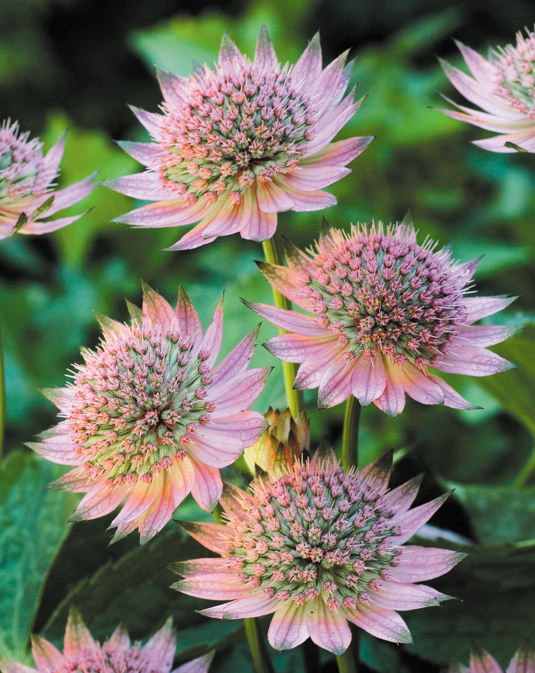 Mixed Astrantia Flower seeds for Planting - Shade Tolerant, Heirloom & GMO Free Seeds for Home Garden