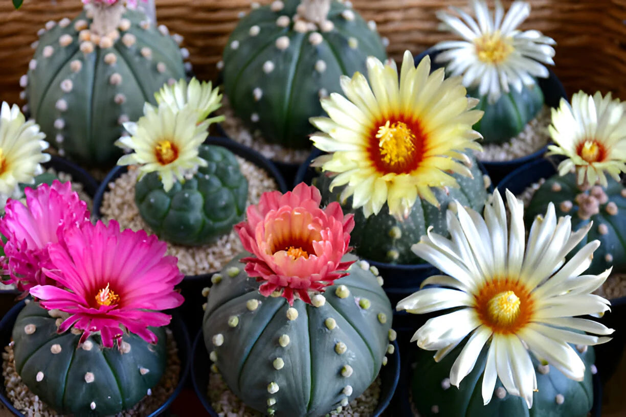 Mixed Astrophytum Flower seeds for Planting - Drought Tolerant, Heirloom & GMO Free Seeds for Home Garden