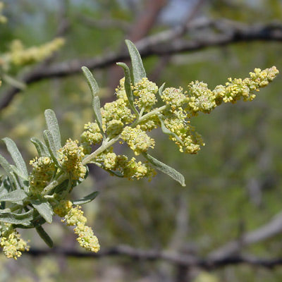 Atriplex Canescens Flower seeds for Planting - Vibrant Colors, Heirloom & GMO Free Seeds for Home Garden