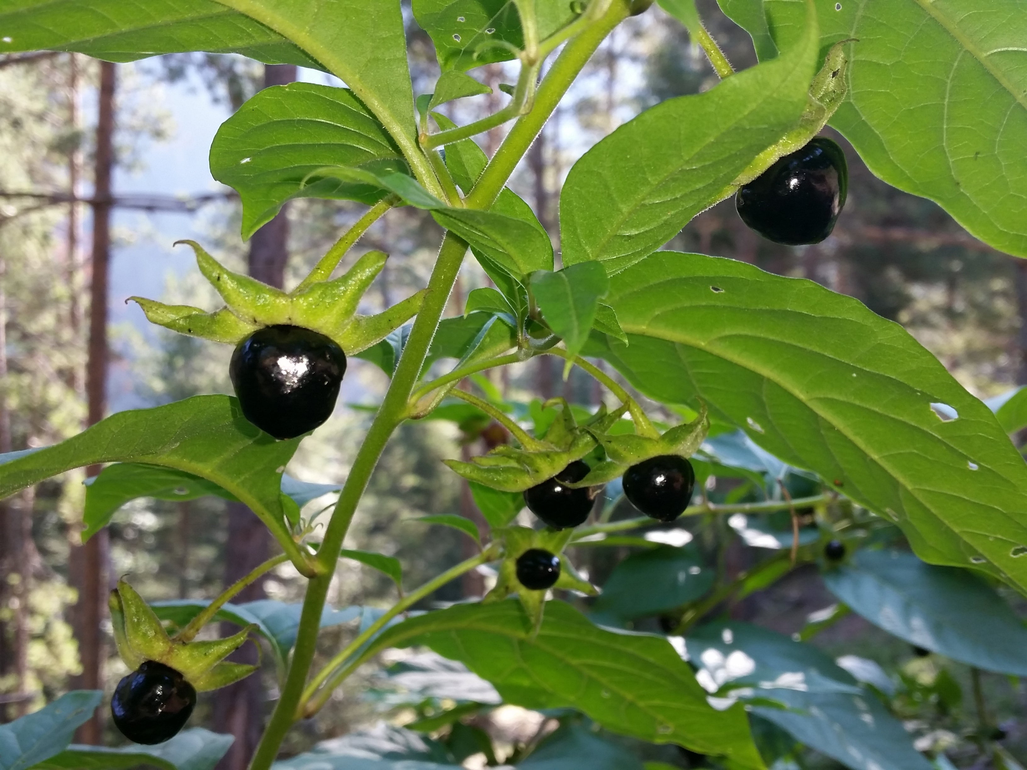 Black Belladonna Seeds for Planting Unique and Mysterious Garden Addition