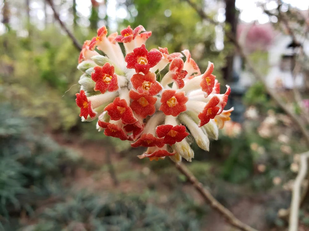 Red Edgeworthia Flower seeds for Planting - Easy to Grow, Heirloom & GMO Free Seeds for Home Garden