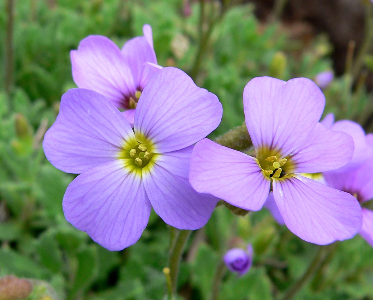 Aubretia Deltoides Flower seeds for Planting - Garden Favorite, Heirloom & GMO Free Seeds for Home Garden
Sale seeds for home garden