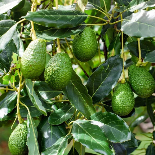 Creamy Avocado Fruit Seeds for Planting - Evergrowseeds