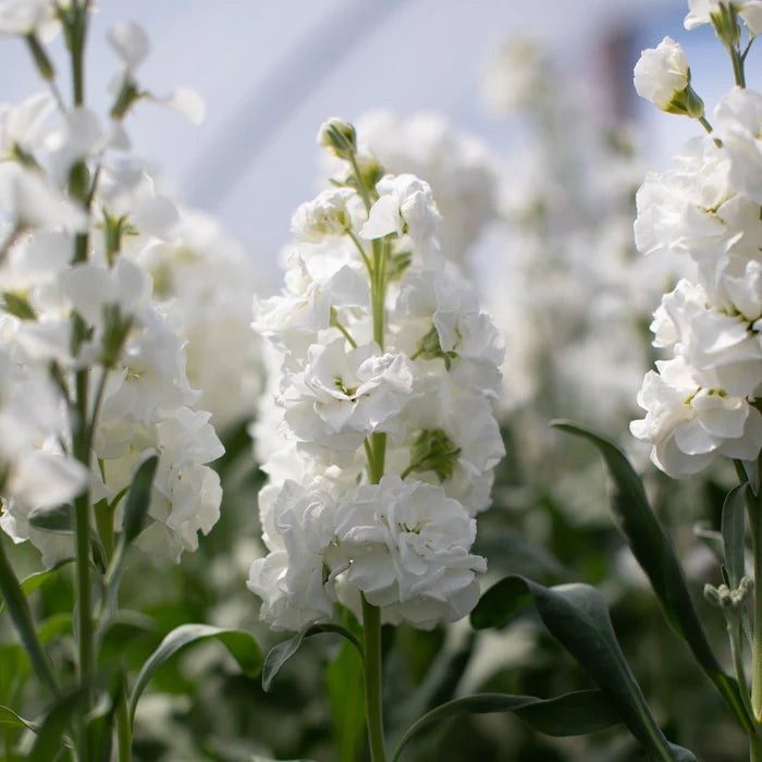 White Scented Stock Flower seeds for Planting - Shade Tolerant, Heirloom & GMO Free Seeds for Home Garden