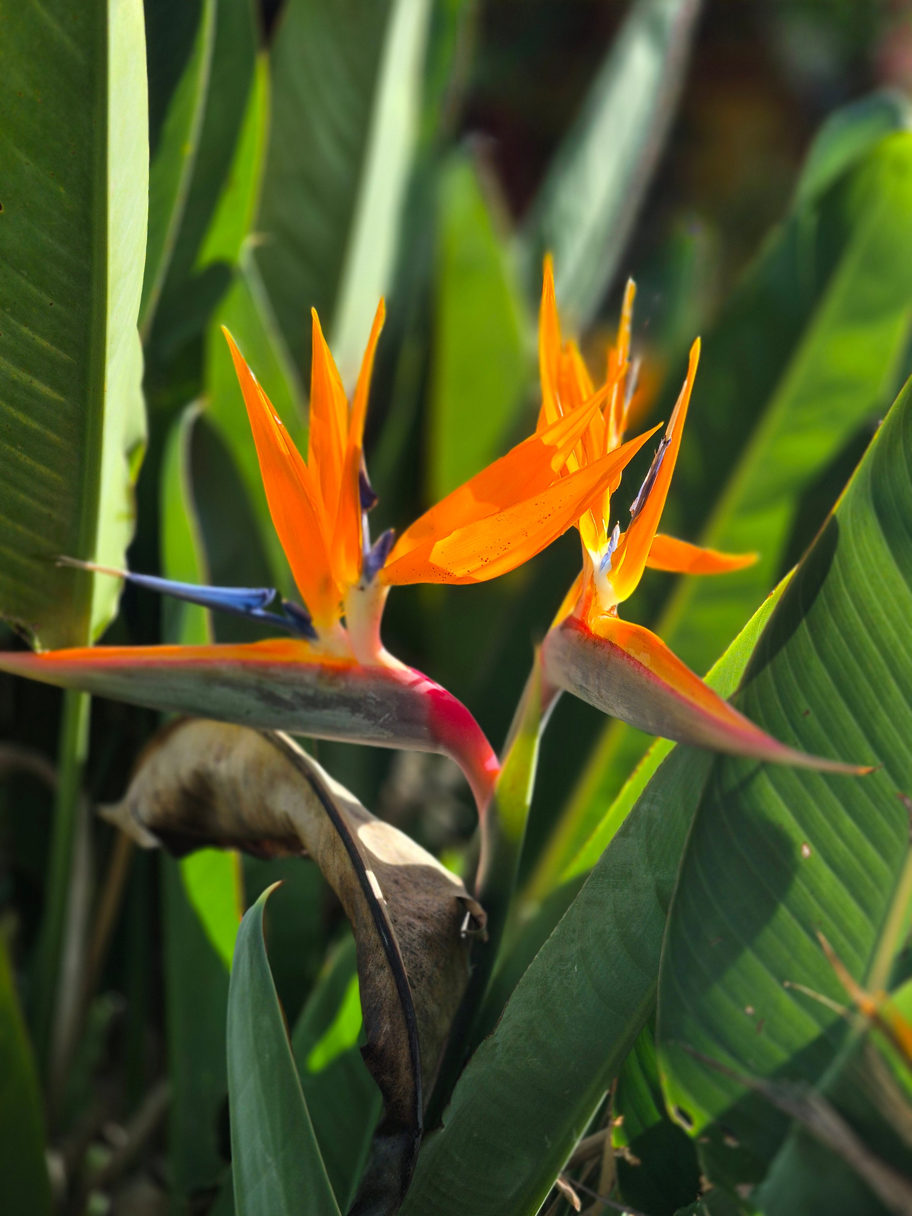 Queen's BirdofParadise Flower seeds for Planting Drought Tolerant Heirloom & GMO Free Seeds for Home Garden