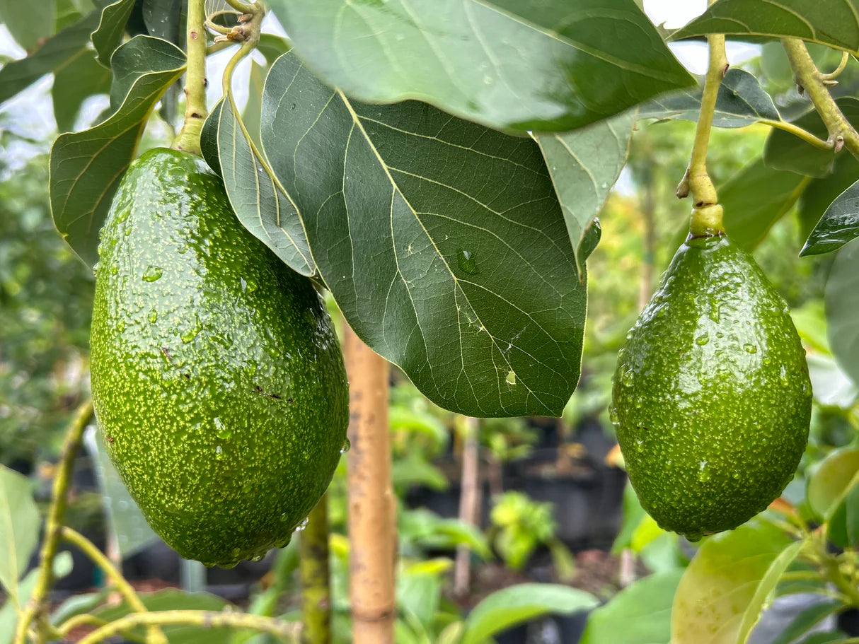 Green Avocado Seeds - Planting Seeds for Fresh Avocado Trees