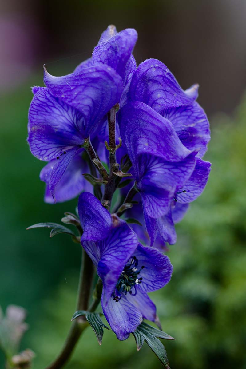 Blue Monkshood Flower seeds for Planting - Colorful Display, Heirloom & GMO Free Seeds for Home Garden
Sale