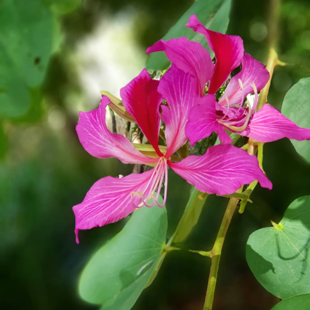 Bauhinia Flower seeds for Planting Cut Flower Favorite Heirloom & GMO Free Seeds for Home Garden