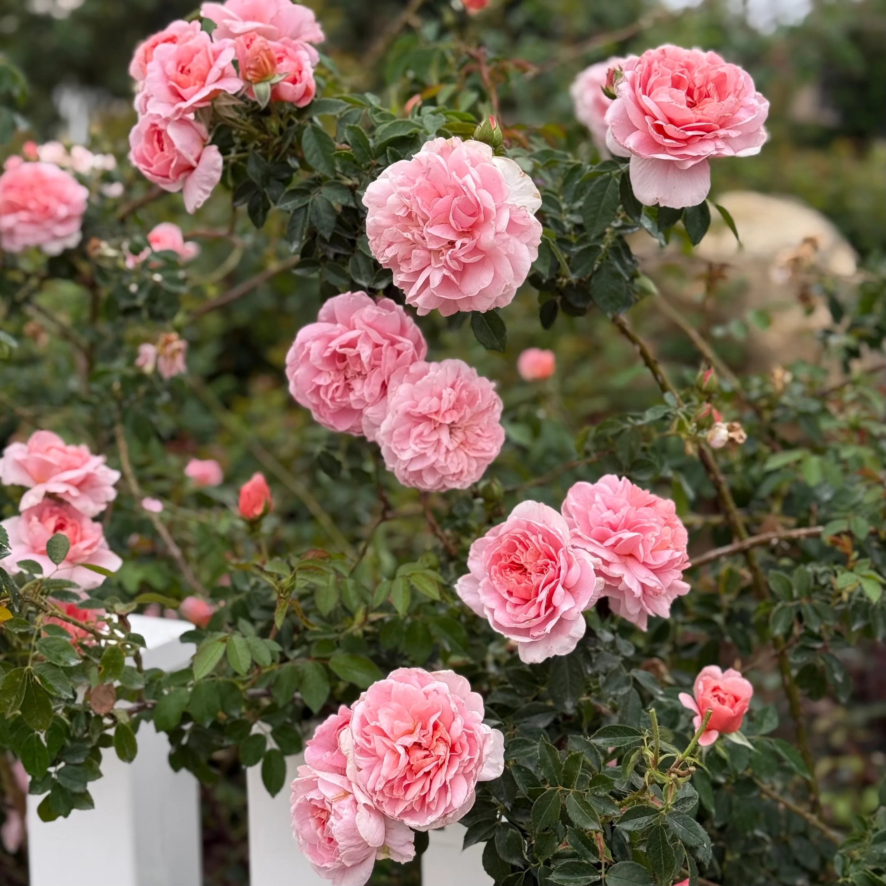 Cream Climbing Rose Flower seeds for Planting - Compact Growth, Heirloom & GMO Free Seeds for Home Garden