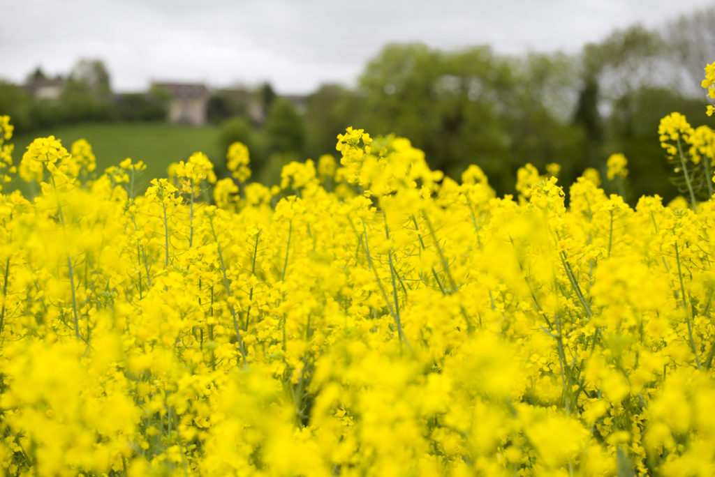 Yellow Edible Rape Flower seeds for Planting - Bright Blooms, Heirloom & GMO Free Seeds for Home Garden