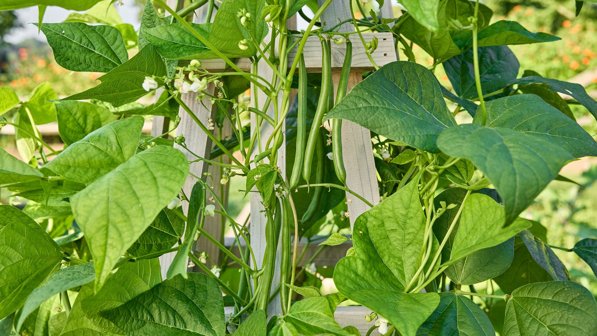 Pole Bean Garden Seeds Ideal for Vertical Planting in Warm Seasons
