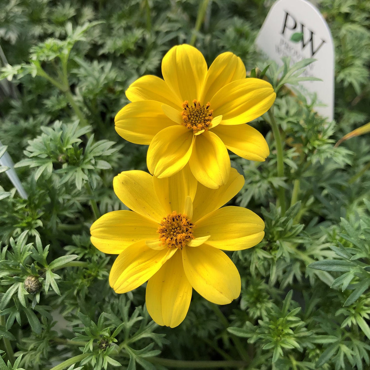 Bidens Flower seeds for Planting Low Maintenance Heirloom & GMO Free Seeds for Home Garden
Sale for planting in home garden