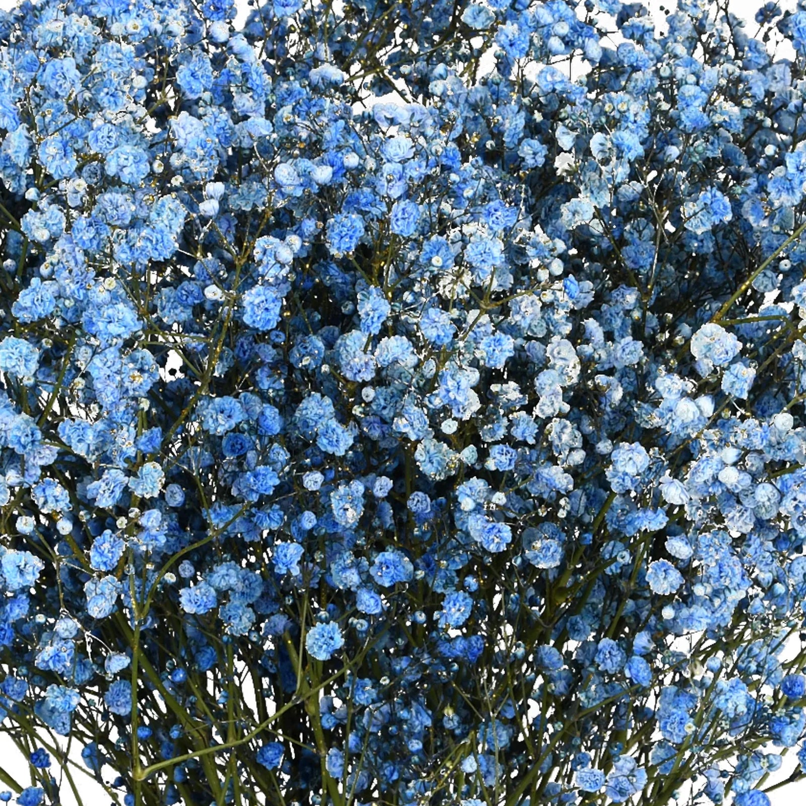 Blue Gypsophila Flower seeds for Planting - Hardy Variety, Heirloom & GMO Free Seeds for Home Garden