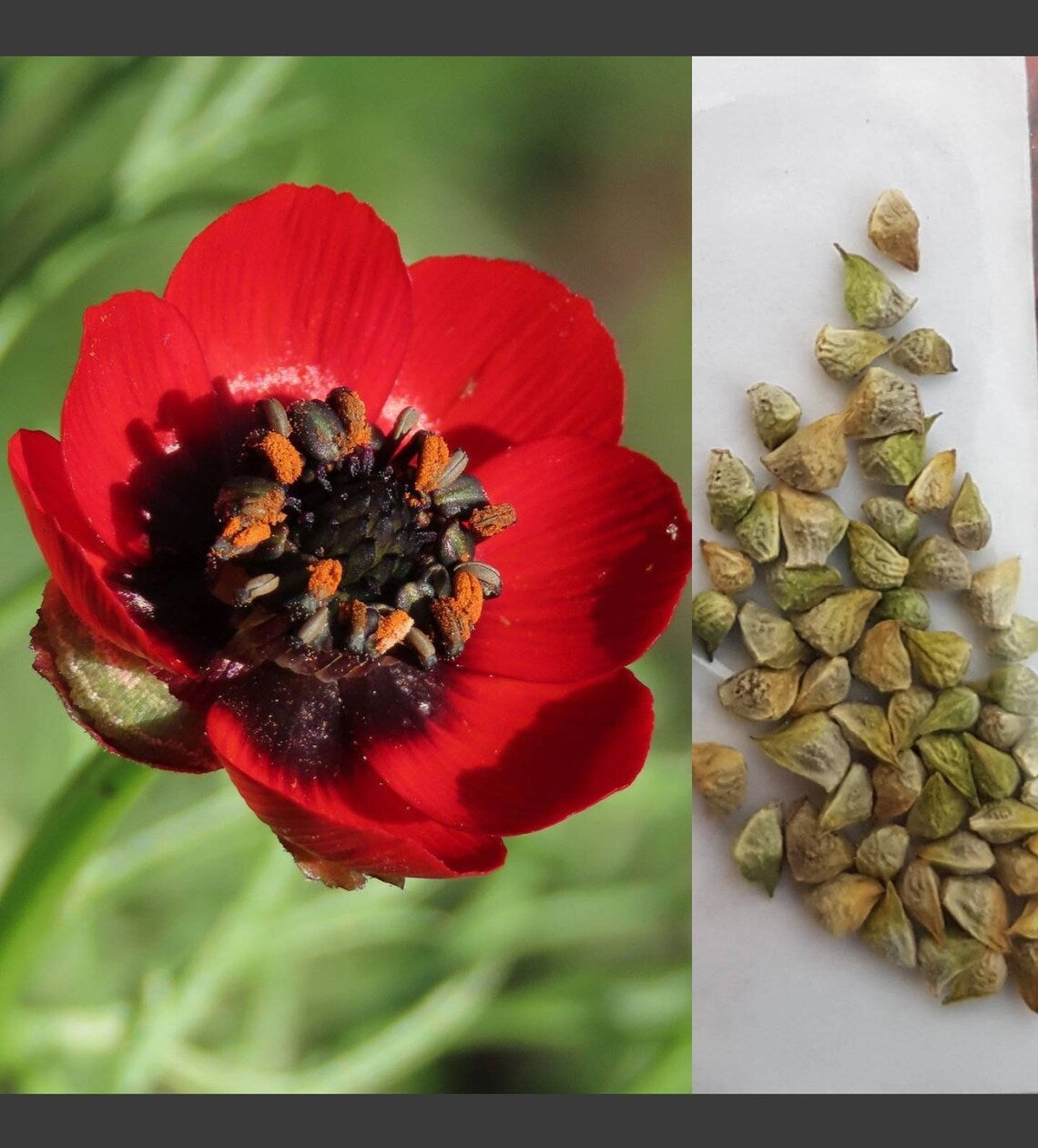 Red Adonis Aestiva Seeds for Striking Red Flowers