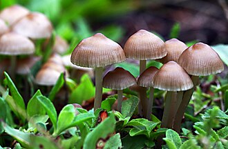 Mushroom Seeds for Vegetable Gardens