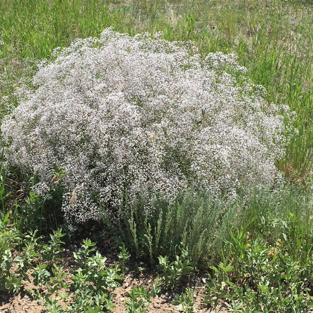 White Gyposophila Elegans Flower seeds for Planting - Fragrant Blossoms, Heirloom & GMO Free Seeds for Home Garden