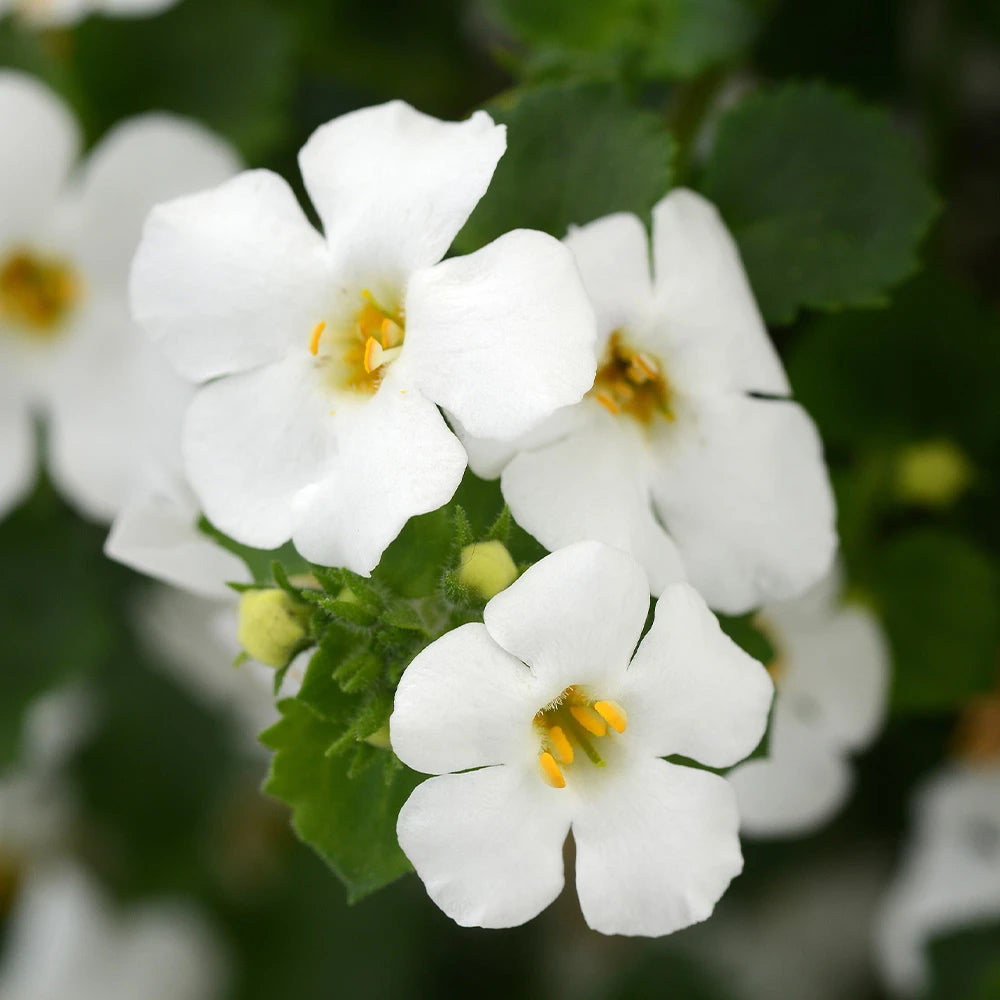 Bacopa Flower seeds for Planting - Fragrant Blossoms, Heirloom & GMO Free Seeds for Home Garden