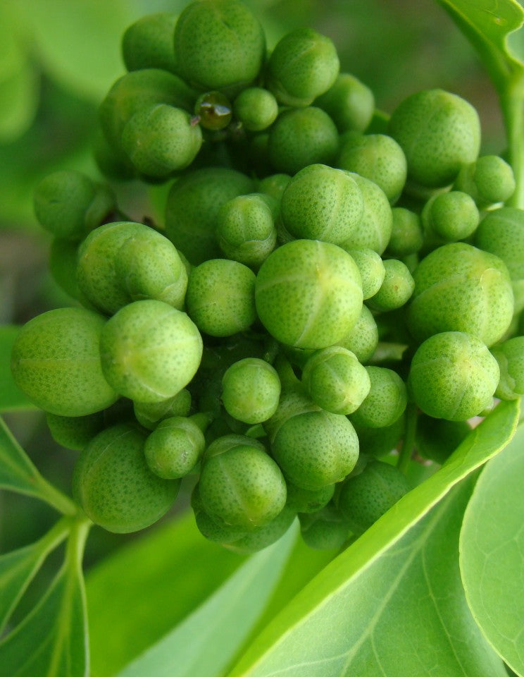 Green Toddalia Fruit Seeds for Planting - Sun Loving, Heirloom & GMO Free Seeds for Home Garden