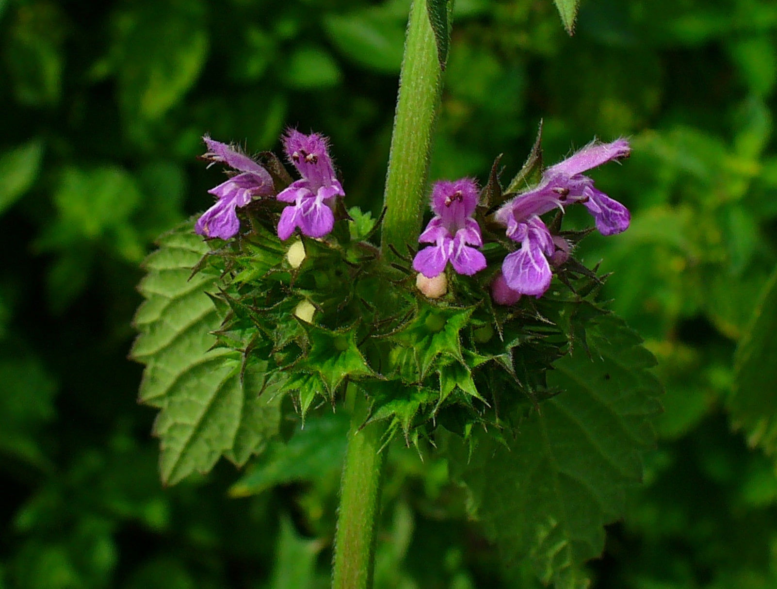 Ballota Nigra Flower seeds for Planting - Shade Tolerant, Heirloom & GMO Free Seeds for Home Garden