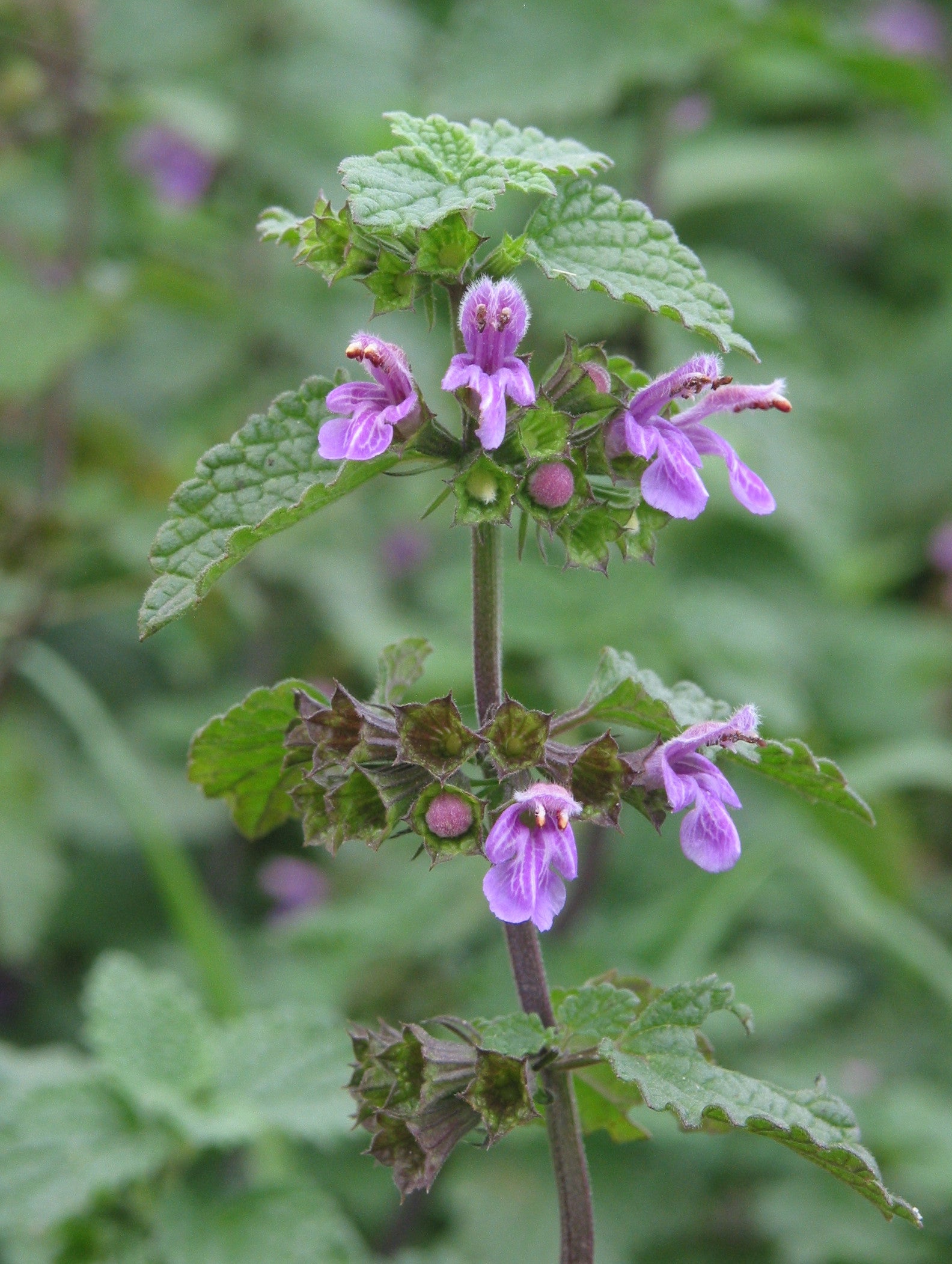 Ballota Nigra Flower seeds for Planting - Shade Tolerant, Heirloom & GMO Free Seeds for Home Garden