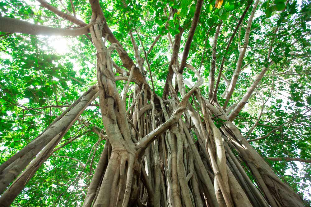 Green Banyan Tree Planting Seeds for Your Garden