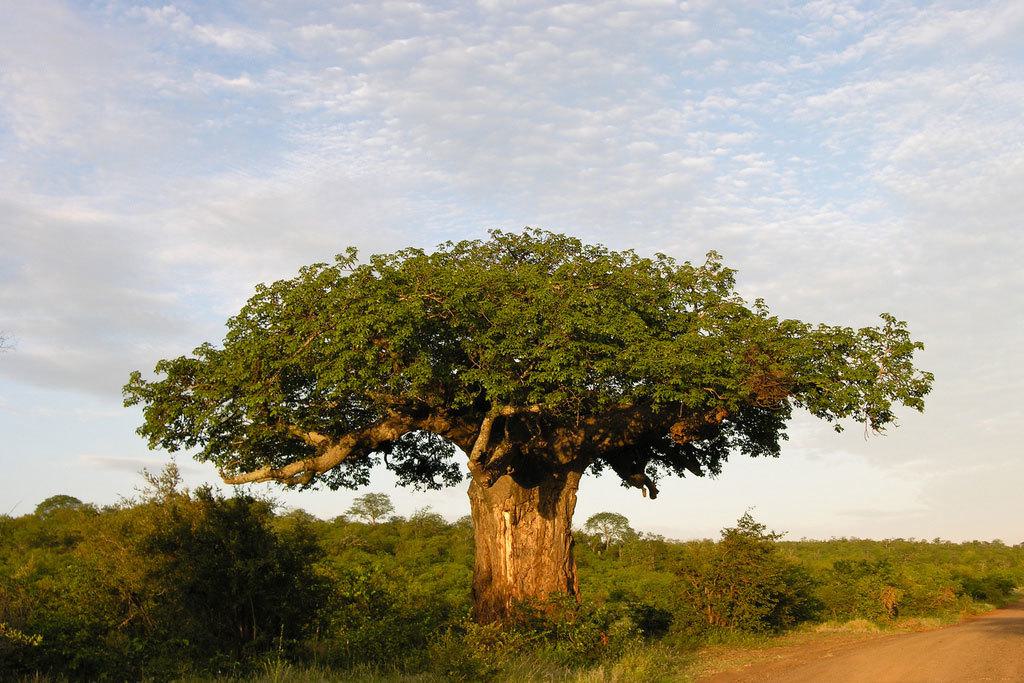 Baobab Black Tree Seeds for Planting