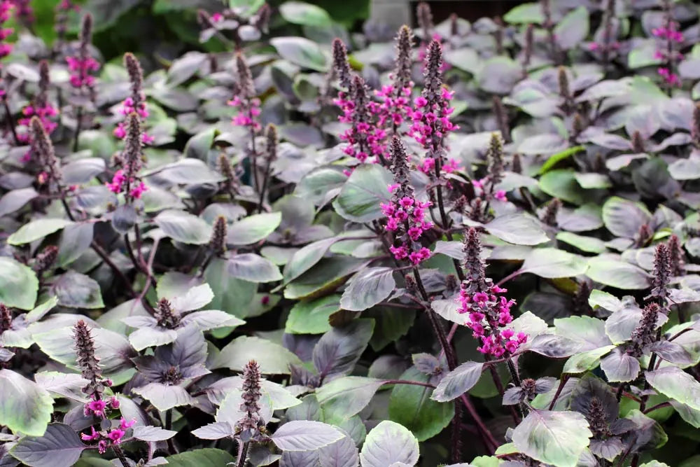 Violet Ocimum Flower seeds for Planting - Cottage Garden Essential, Heirloom & GMO Free Seeds for Home Garden