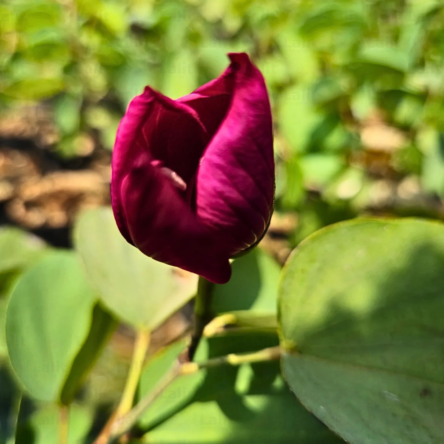Red Bauhinia Flower seeds blooming in flower beds, containers, borders, and pollinator-friendly gardens