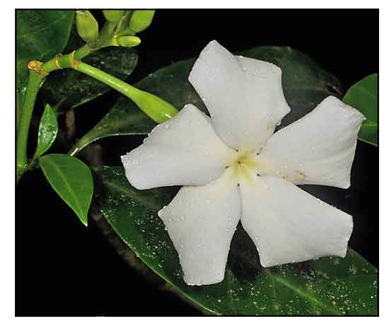 Voacanga Flower seeds for Planting - Fragrant Blossoms, Heirloom & GMO Free Seeds for Home Garden