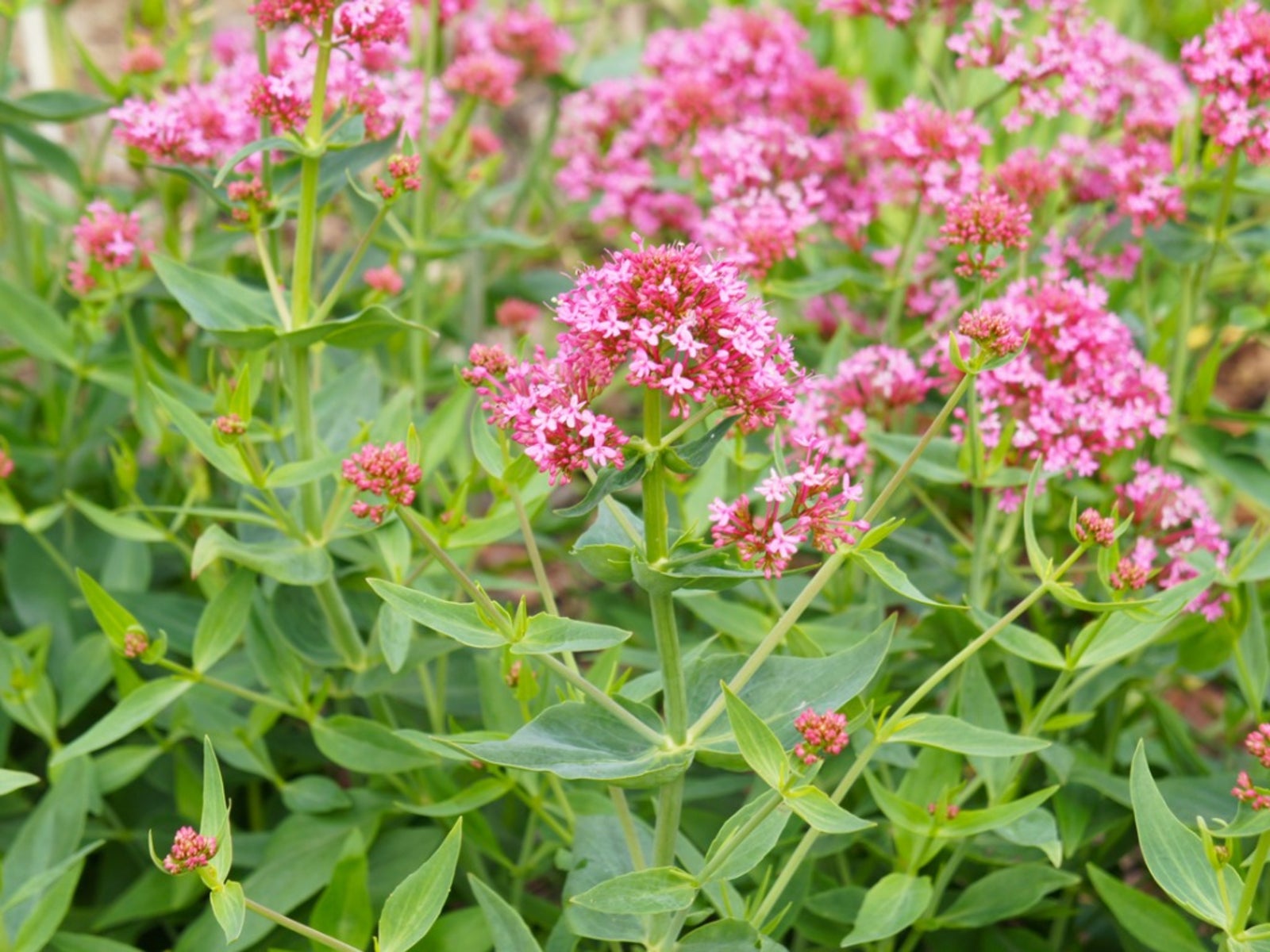 Red Valerian Flower Seeds for Planting - Vibrant Perennial Blooms - Evergrowseeds