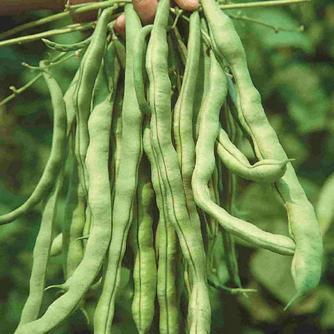 White Bush Bean Seeds for Home Planting