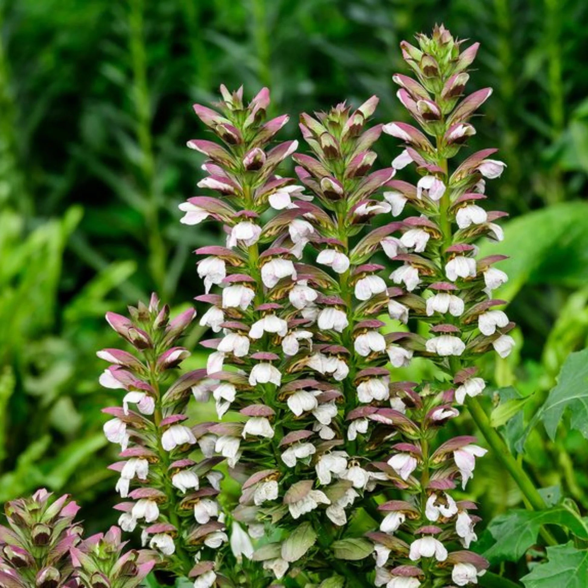 Breeches Flower seeds for Planting - Perfect for Borders, Heirloom & GMO Free Seeds for Home Garden