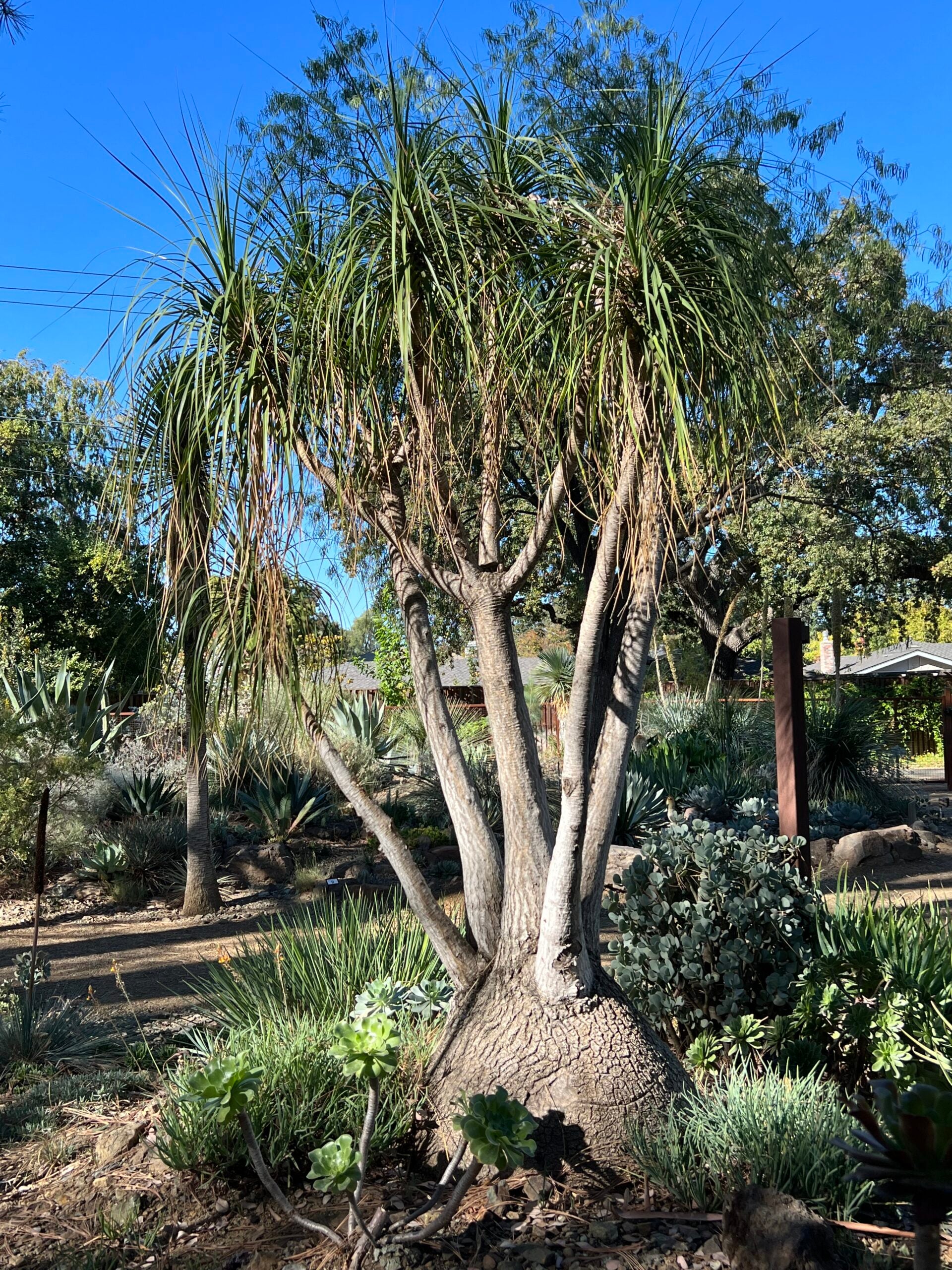 Planting Seeds Collection: Beaucarnea Plant
