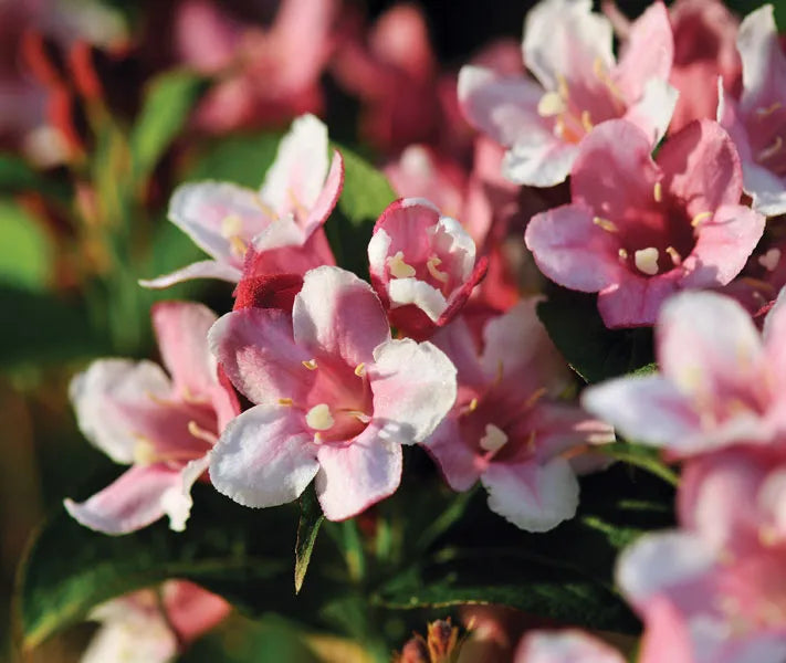 Pink Kolkwitzia Flower seeds blooming in flower beds, containers, borders, and pollinator-friendly gardens