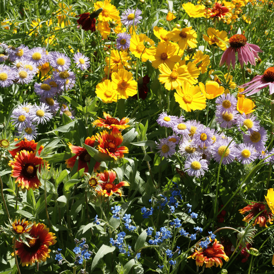 Mixed Oenothera Flower seeds blooming in flower beds, containers, borders, and pollinator-friendly gardens