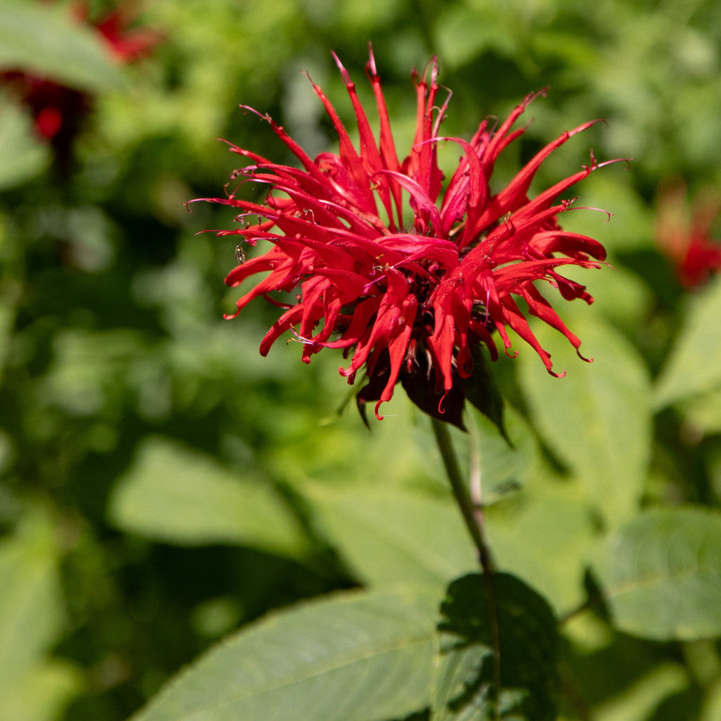 Organic Bee Balm Seeds – Hummingbird and Butterfly Friendly Flower